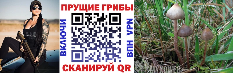 купить наркотики цена  Ельня  Галлюциногенные грибы Psilocybine cubensis 
